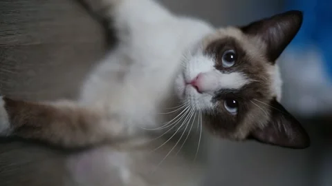 Close Up Of Cat Portrait. Cat With Blue Eyes. Pets At Home Video stock 239294967