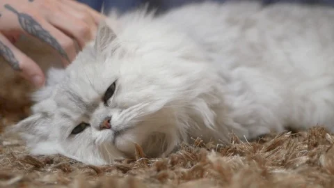 Close up cat portrait Stock Footage 88004188