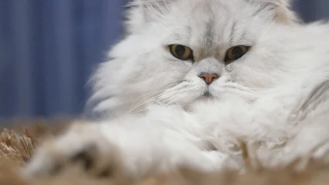 Close up cat portrait 動画素材 88004194