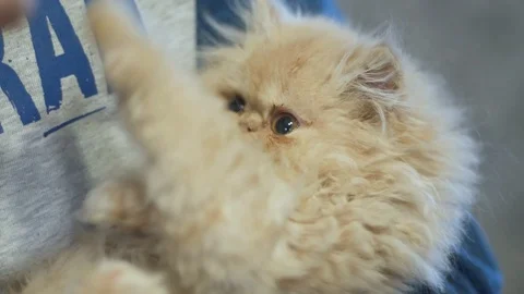 Close up cat portrait Stock Footage 88004222