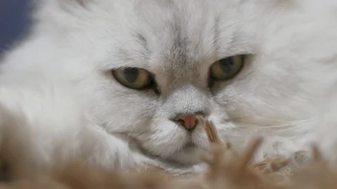 Close up cat portrait Stock Footage 88004227