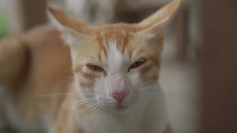 Close up cat in potrait stock video Stock Footage 170711712