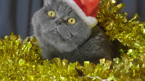 Close-up of cat in red christmas hat sitting in christmas garland and tinsel. Stock Footage 96773477