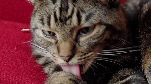 Close-up of a cat relaxing on the red couch Stock Footage 56960613