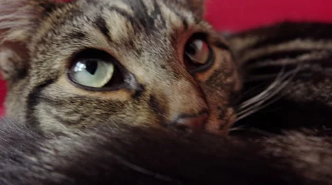 Close-up of a cat relaxing on the red couch Stock Footage 56960636