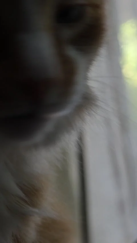 Close-up of a Cat Relaxing in Vertical Format Stock Footage 333714383