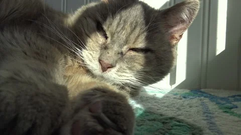 Close up of cat resting and moving camera on bed in the sun Stock Footage 145798926