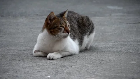 Close up of a cat resting on its belly on the ground with eyes closed Stock Footage 248347417