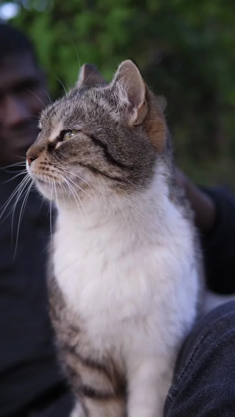Close up cat resting on man being gently petted calm scene Stock Footage 332422633