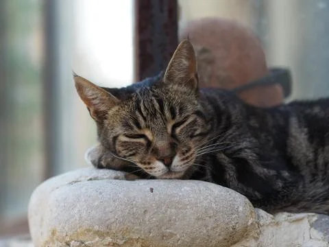 A close up of a cat resting on a wall, somewhere in the south of France. Stock Photos