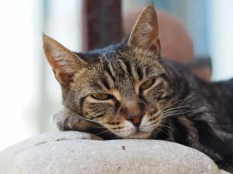 A close up of a cat resting on a wall, somewhere in the south of France. Stock Photos