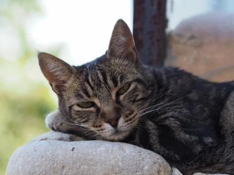 A close up of a cat resting on a wall, somewhere in the south of France. Stock Photos