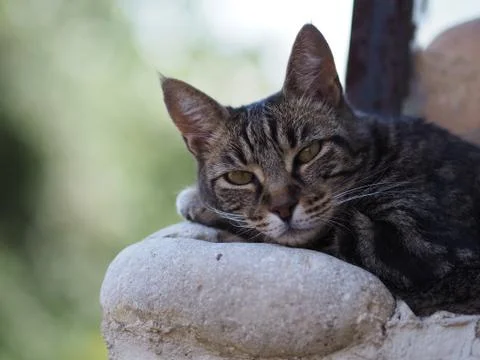 A close up of a cat resting on a wall, somewhere in the south of France. Stock Photos