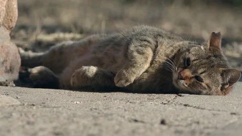 Close up of a cat rolling on the ground Stock Footage 149017506