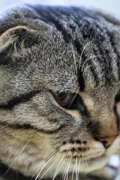 A close up of a cat s face with its eyes closed Stock Photos