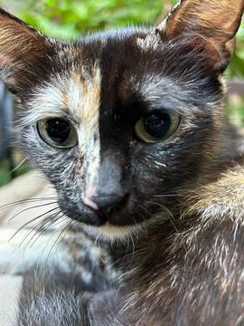 Close-up of a cat s face with mixed fur colours Stock Photos