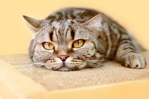 Close-up of a cat on a scratching post. Cardboard scratching post for a cat. Stock Photos