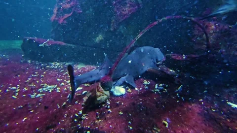 Close up of a cat shark eating Stock Footage 264296799