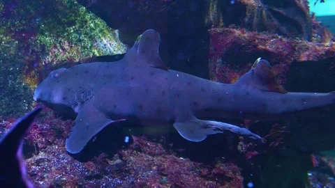 Close up of cat shark resting  Stock Footage 277465684