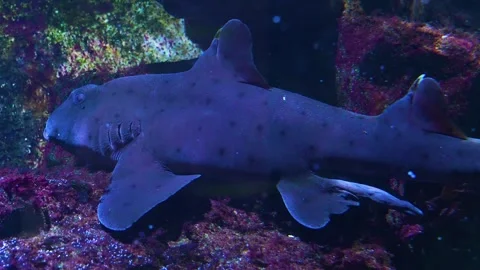 Close up cat shark resting Stock Footage 277465900