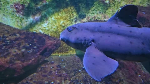 Close up of a cat Shark swimming Stock Footage 277420915