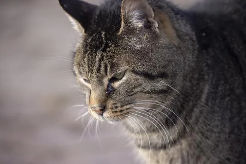 Close up of a cat side face thin depth of field outdoor Stock Photos