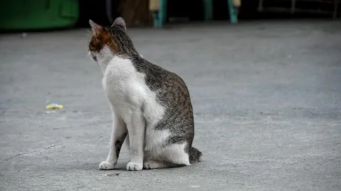 Close up of a cat sitting on the ground and turning its head Stock Footage 248347464