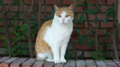 Close-up of cat sitting on the ground Stock Footage 197919090