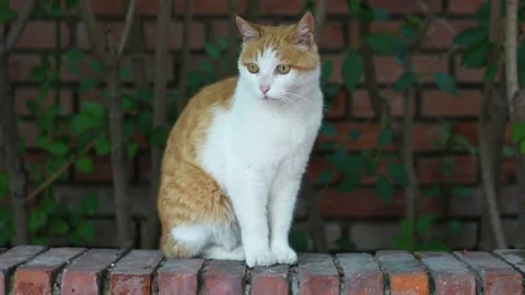 Close-up of cat sitting on the ground Stock Footage 197919111
