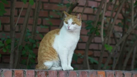 Close-up of cat sitting on the ground Stock Footage 197919262