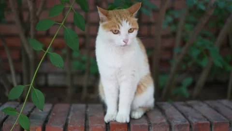 Close-up of cat sitting on the ground Stock Footage 197919397