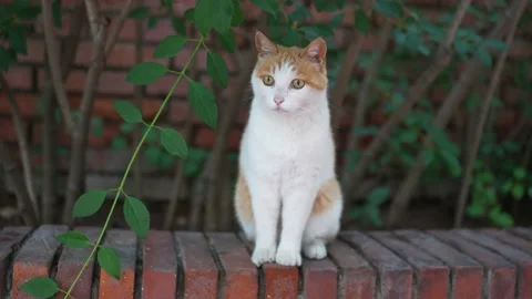 Close-up of cat sitting on the ground Stock Footage 197919450