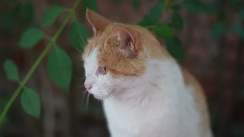 Close-up of cat sitting on the ground Stock Footage 197919525
