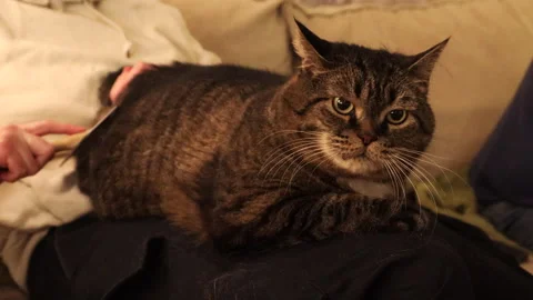 Close-up of a cat sitting on the owner’s lap while being gently brushed. Cozy li Video stock 325966692