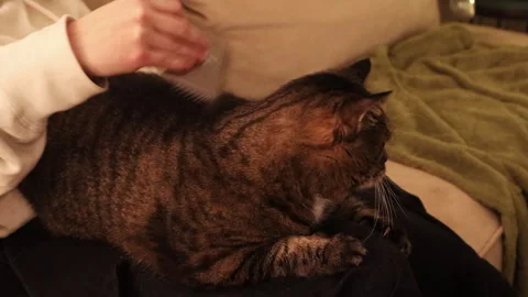 Close-up of a cat sitting on the owner’s lap while being gently brushed. Cozy li Video stock 325967484