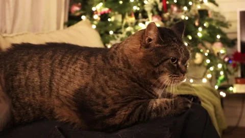 Close-up of a cat sitting on the owner’s lap while being gently brushed. Cozy li Stock Footage 325968293