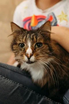 A Close Up of a Cat Sitting on a Persons Lap Stock Photos