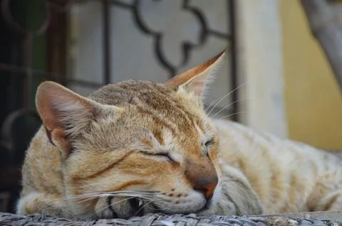 Close up of a cat sleep on window Stock Photos