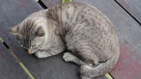Close Up, cat Sleeping and gape on wooden floor. Stock Footage 83768314