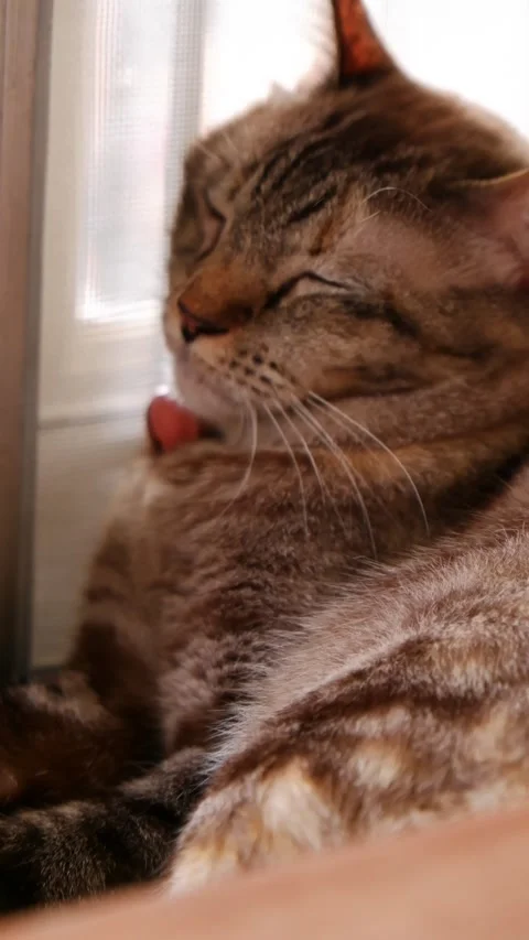 Close up cat sleeping and shaking tail vertical vdo footage 스톡 동영상 289439854