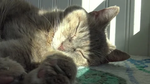 Close up of cat sleeping and waking up on bed in the sun 库存影片 145799349