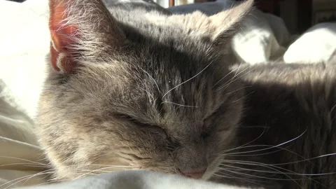 Close up of cat sleeping on bed in the sun Stock Footage 145799377