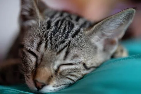 Close-up of a cat sleeping on a cushion Stock Photos