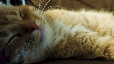 Close-up of a Cat Sleeping. Cute Red Cat Sleeps and Sees Dreams Stock Footage 236287765