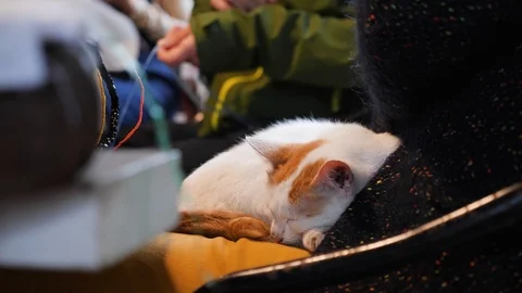 Close up of cat sleeping peacefully at woman's lap as she knits behind table Stock Footage 147369540