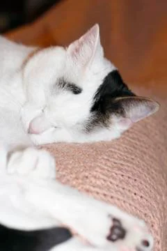 Close up of cat sleeping Stock Photos