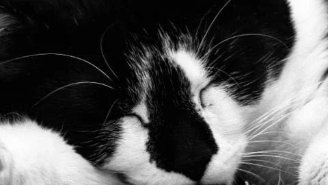 Close up cat sleeping Stock-Fotos
