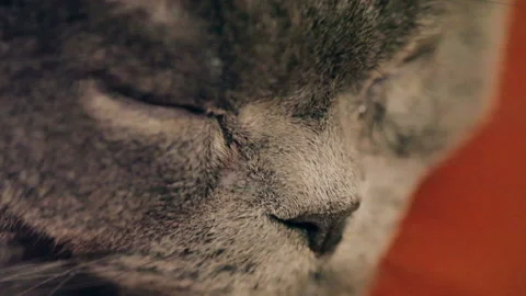 Close-up Cat Sleeping In Red Boss Chair. British Cat. Stock Footage 85901254