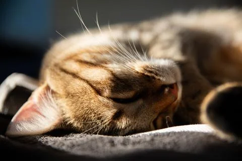 Close-up of a Cat Sleeping in the Sunlight Stock Photos