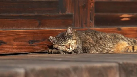 Close up of a Cat Sleeping under the Sun Stock Footage 325567978